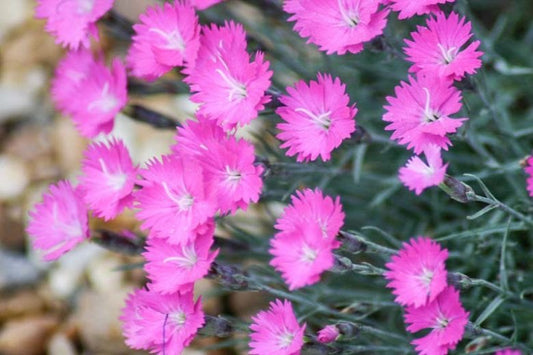 Dianthus grat. FIREWITCH