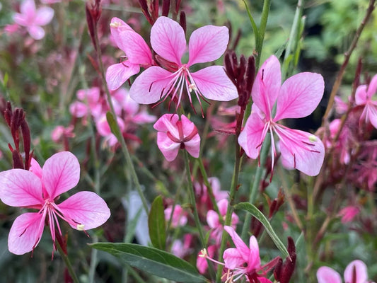 Gaura CONFETTI PINK