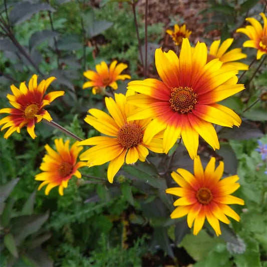 Heliopsis var. scabra BURNING HEARTS