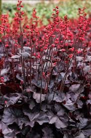 Heuchera BLACK FOREST CAKE