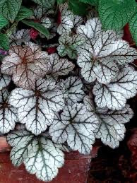 Heuchera GLITTER