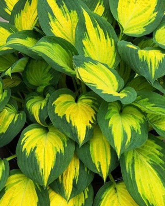 Hosta FORBIDDEN FRUIT (D)