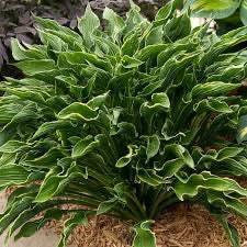 Hosta PRAYING HANDS (C)
