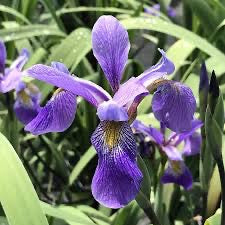 Iris v. PURPLE FLAME