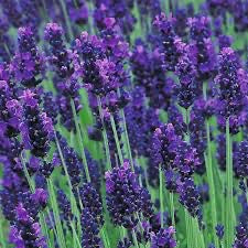 Lavandula angustifolia HIDCOTE