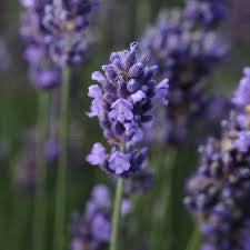 Lavandula a. SUPER BLUE