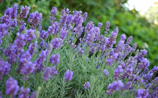 Lavandula x. intermedia PHENOMENAL