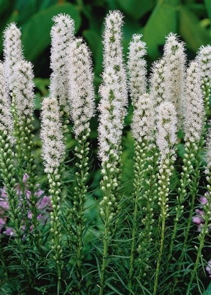 Liatris spicata FLORISTAN WHITE