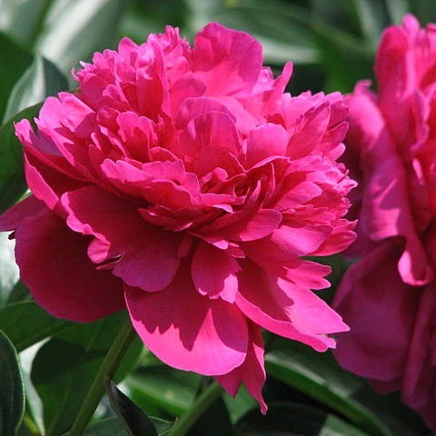Paeonia lactiflora KANSAS