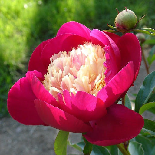 Paeonia l. WHITE CAP