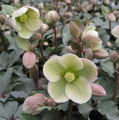 Helleborus IVORY PRINCE