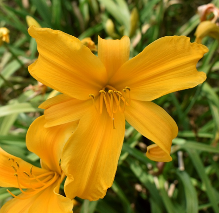 Hemerocallis JERSEY SPIDER