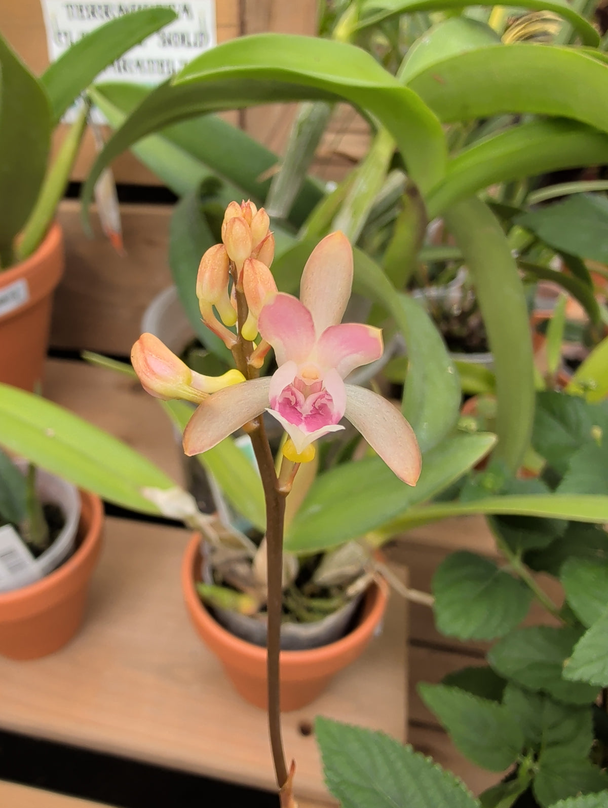 2" Oeceoclades monophylla x sib
