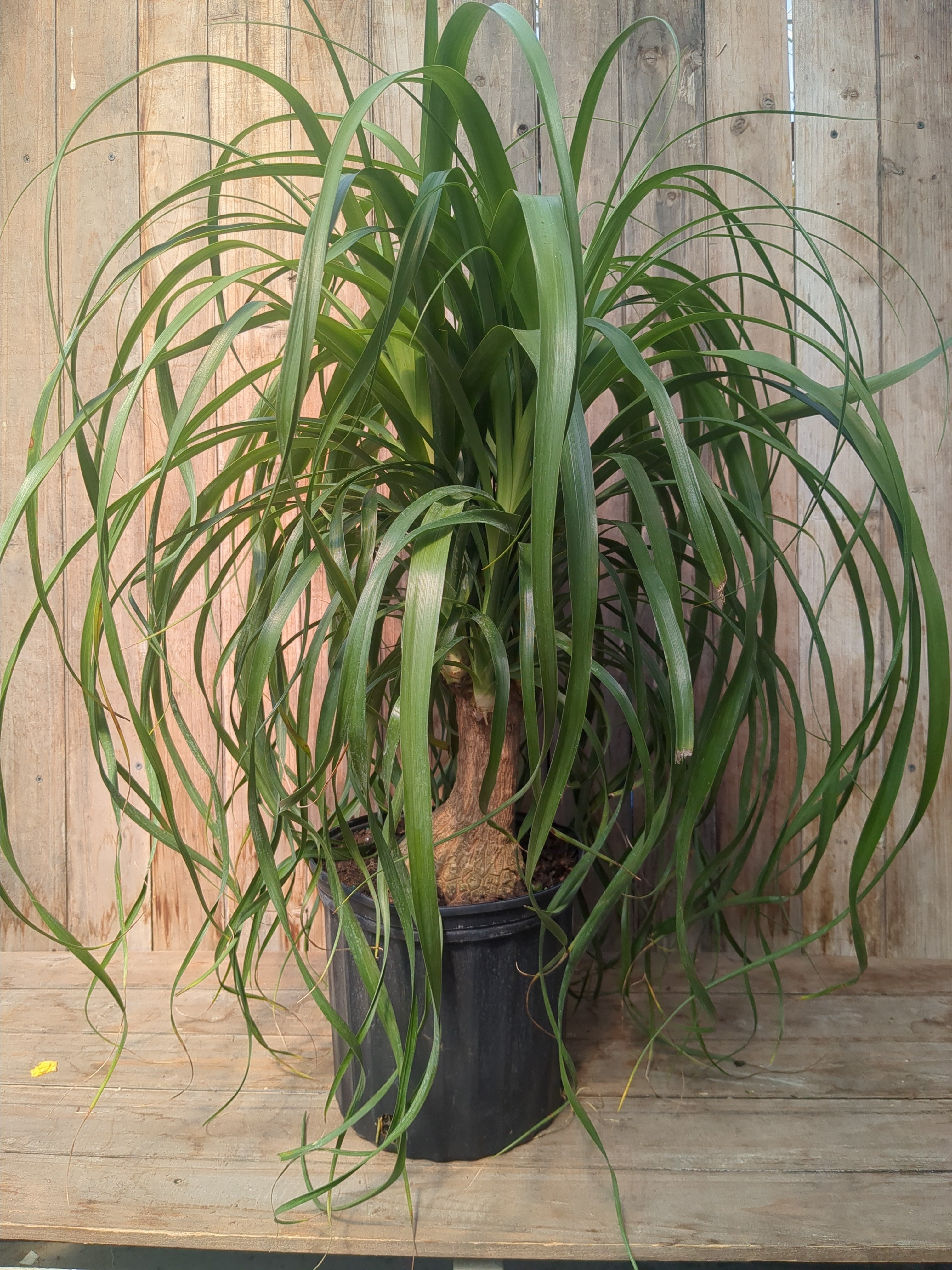 fertilizer for ponytail palm Ponytail Palm (10" LOCAL PICK UP ONLY) – Springwater Garden Center