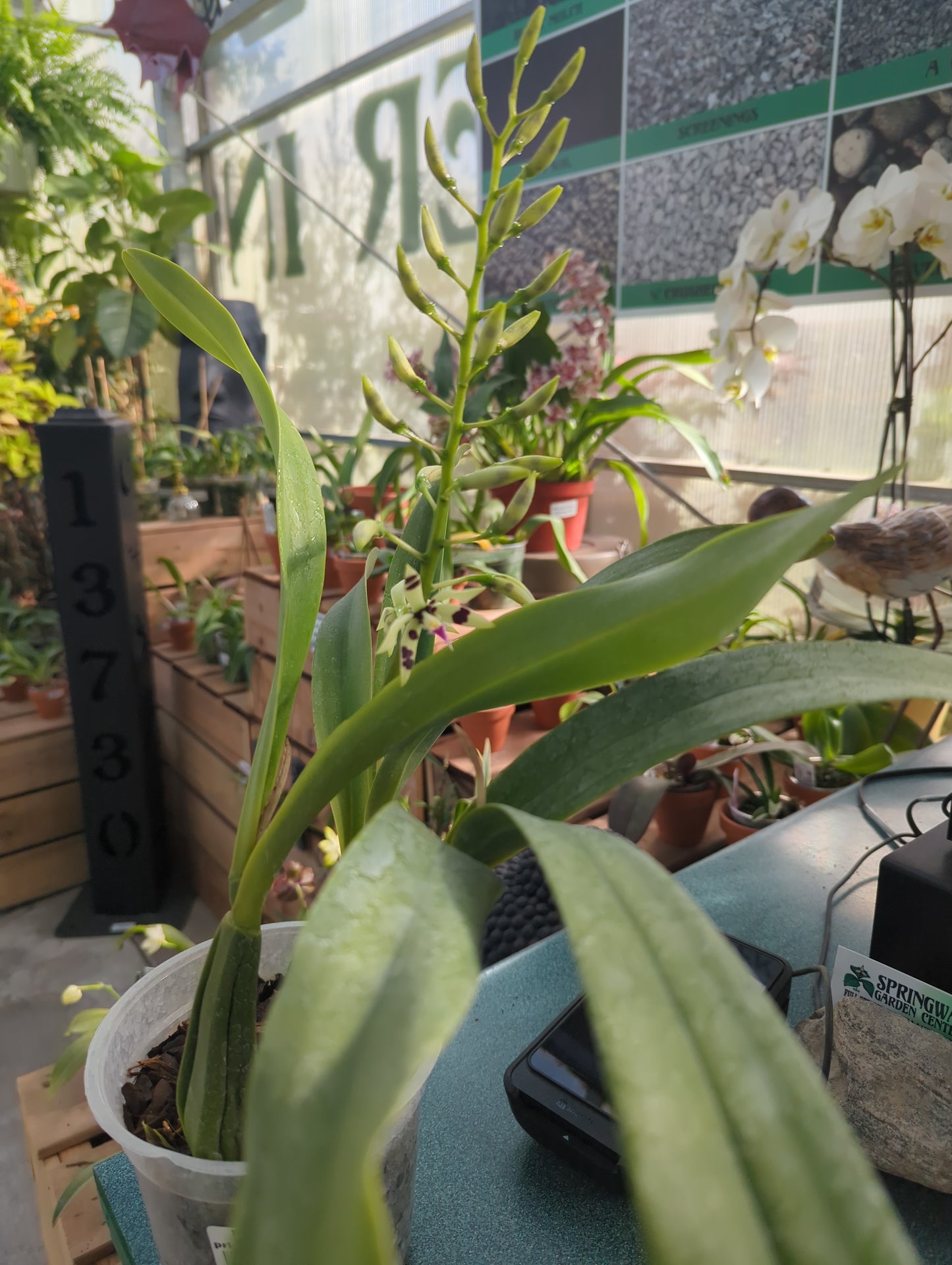 Prosthechea prismatocarpa (6”)
