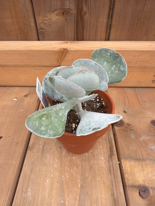 3" Cotyledon orbiculata 'Dan's Delight'