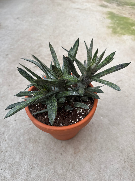6" Gasteria obliqua