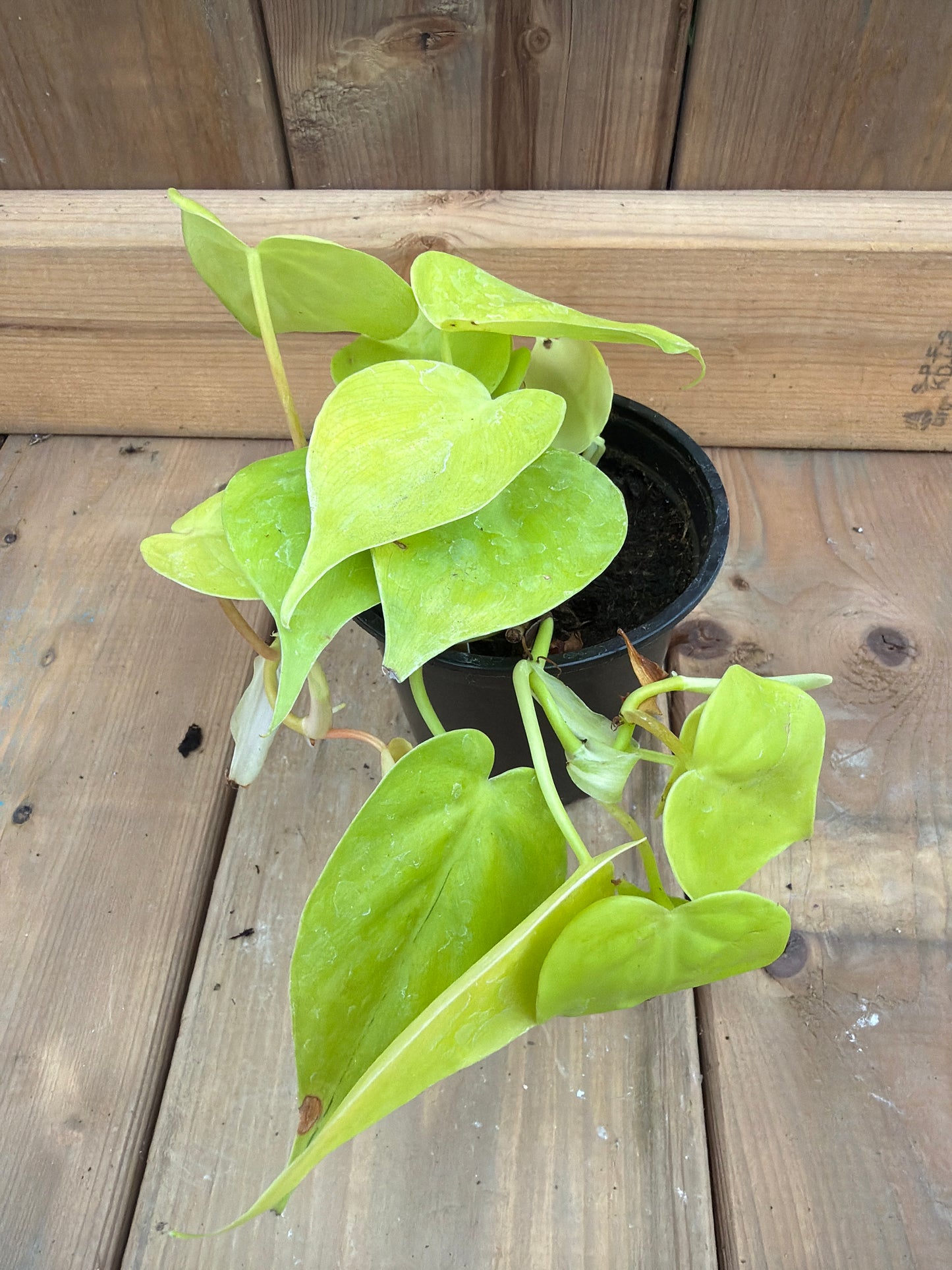 4" Philodendron cordatum 'Lemon'