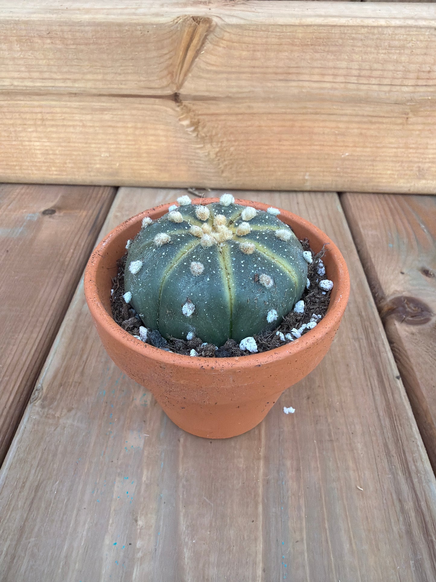 2" Astrophytum asterias var.