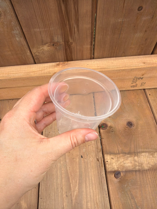 3" Clear Nursery Pot