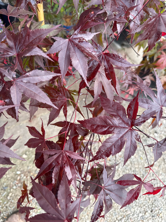 EMPEROR 1® JAPANESE MAPLE 15G