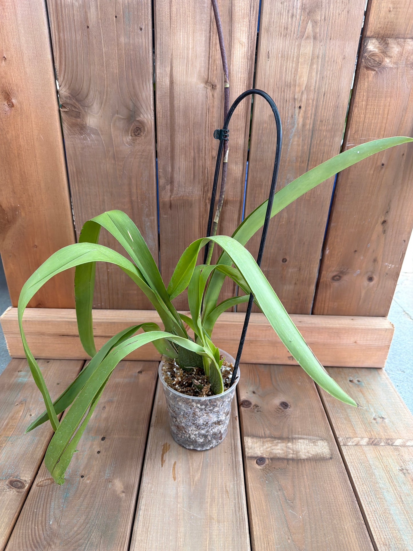 4.5" Oncidium 'Enzan Fantasy'