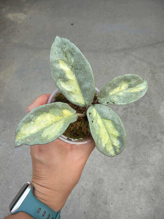 Hoya carnosa 'Argentea Princess'