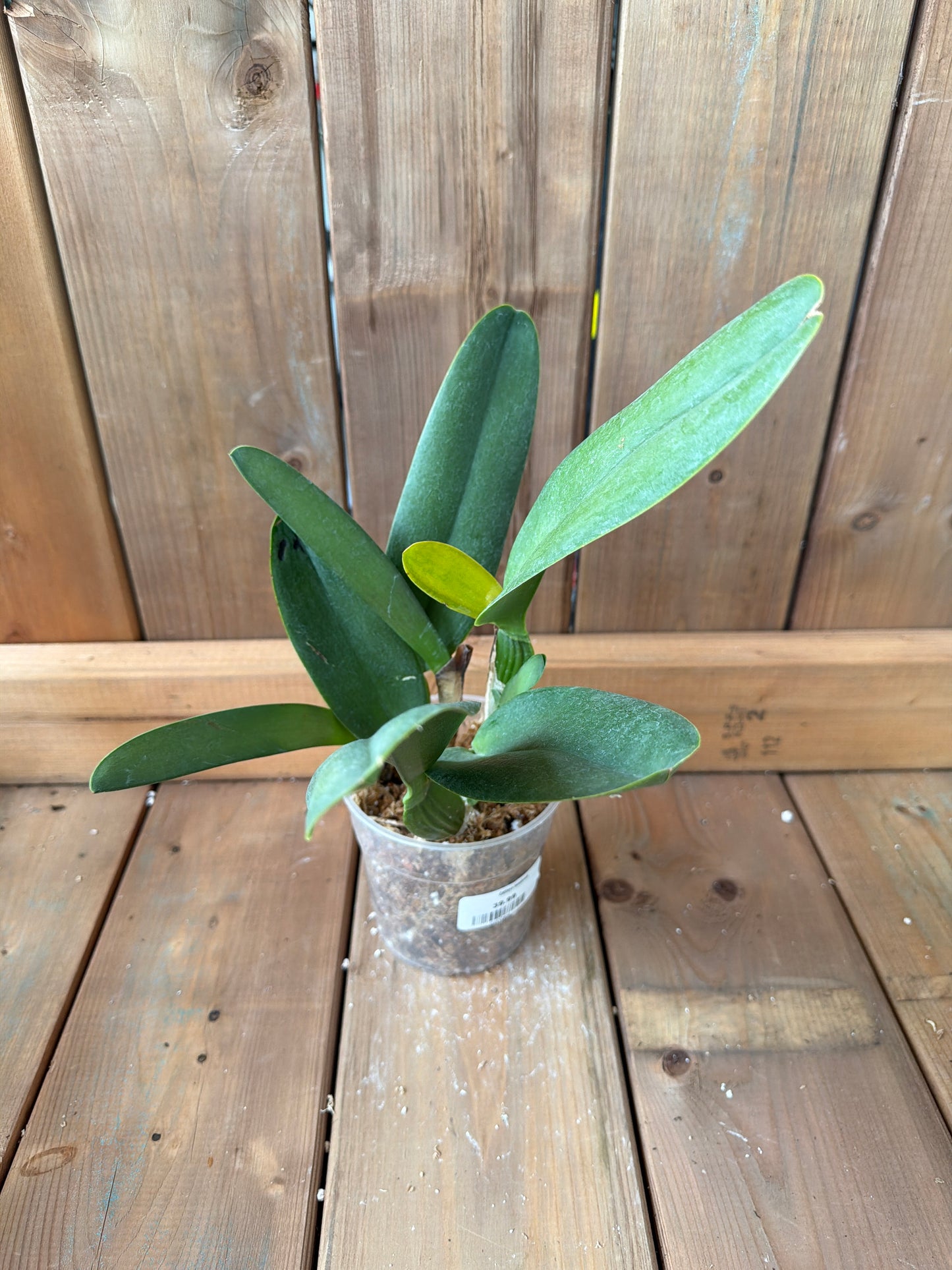 4.5" Cattleya tenebrosa