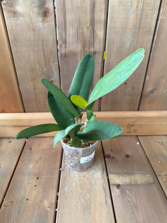 4.5" Cattleya tenebrosa