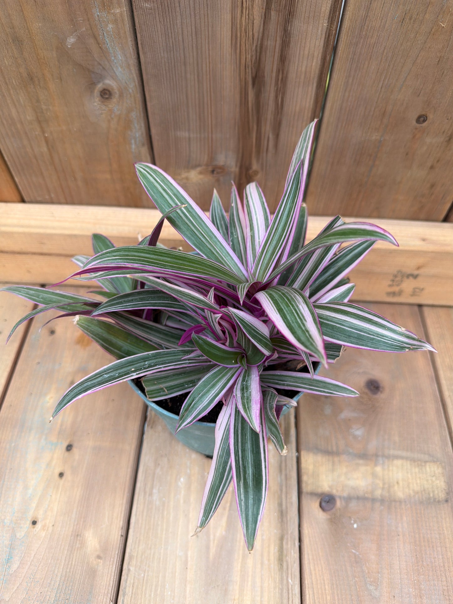 6” Tradescantia spathacea