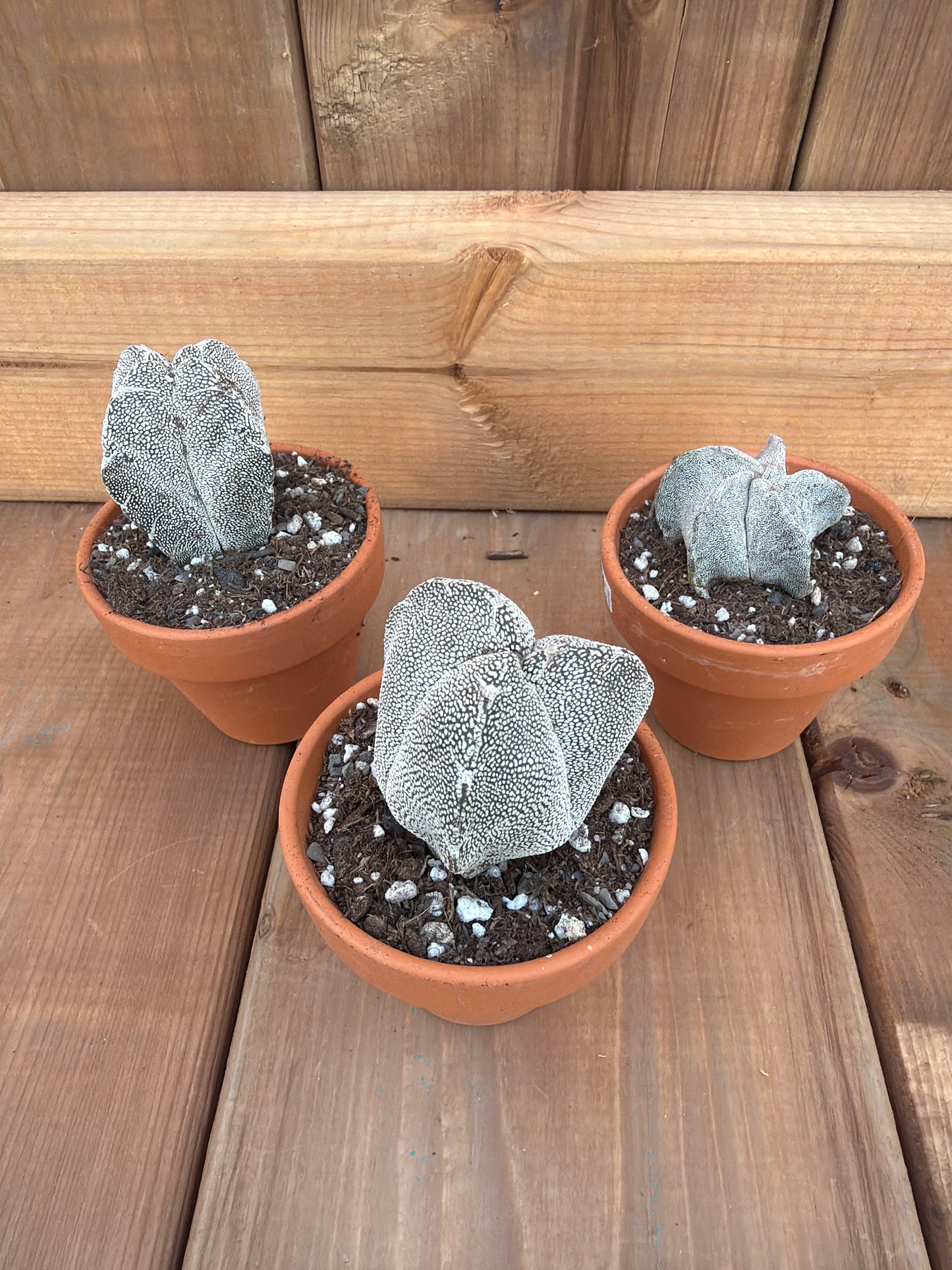 2" Astrophytum myriostigma sp.
