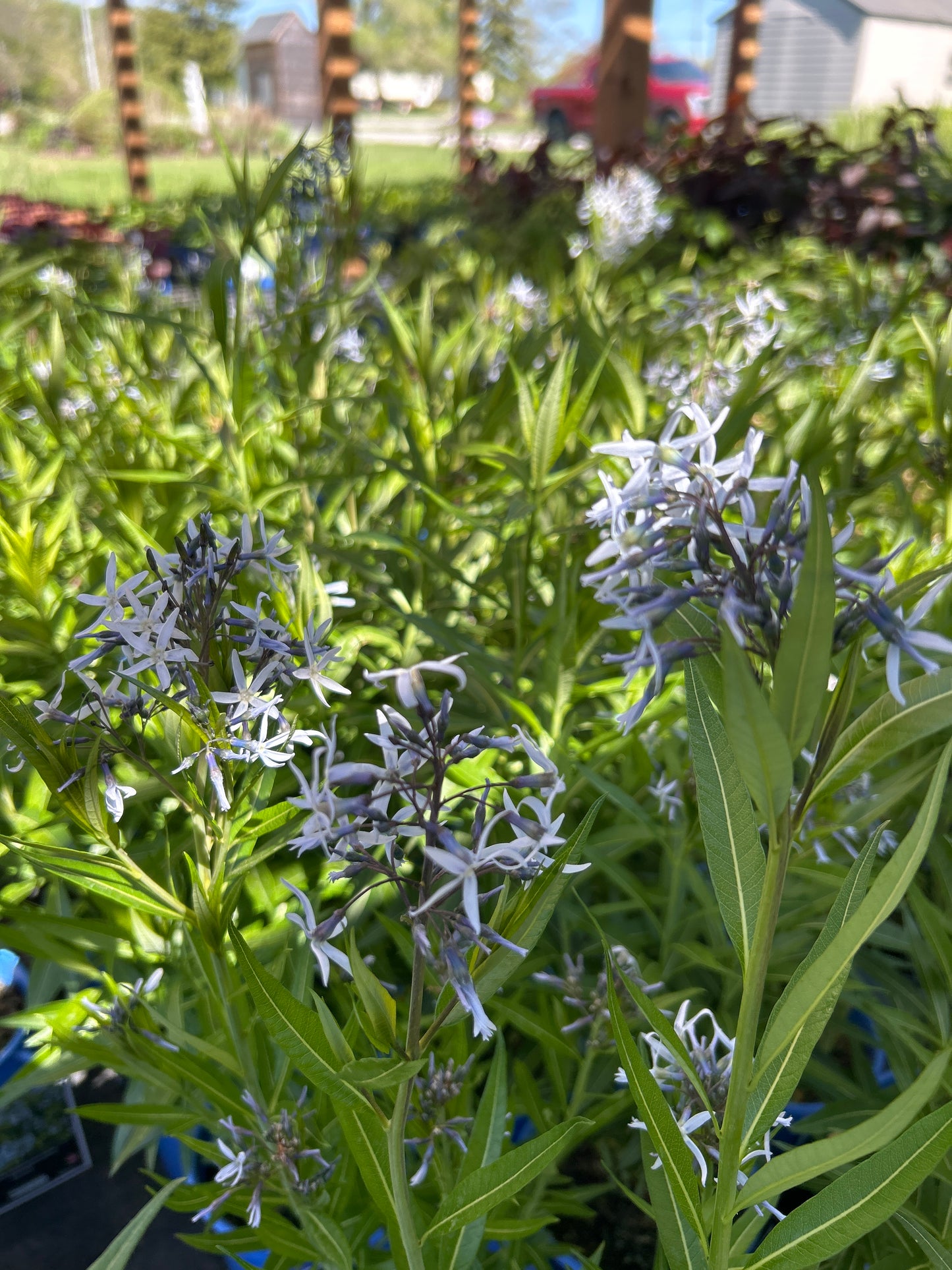 Amsonia tabernaemontana