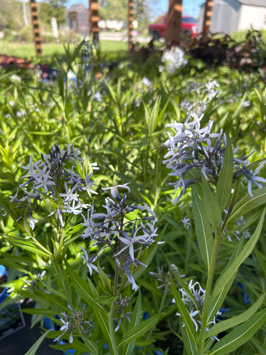 Amsonia tabernaemontana