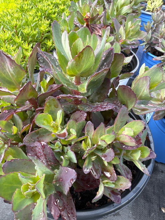 Sedum MIDNIGHT VELVET (PW) 2gal