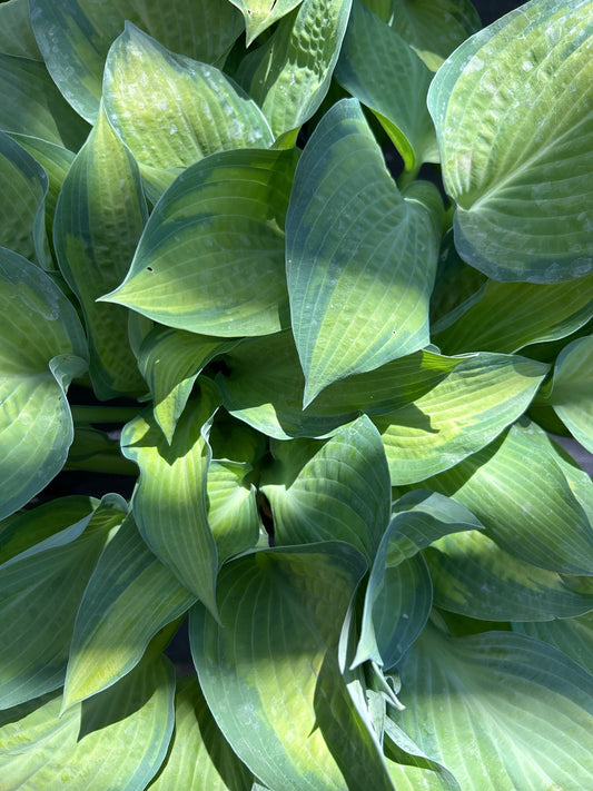 2gal Hosta PAUL'S GLORY (C)