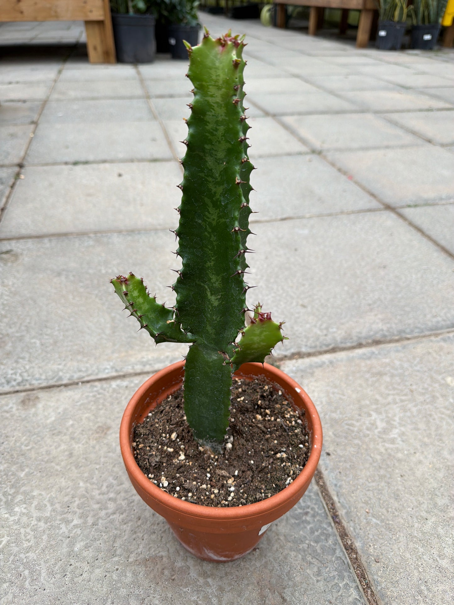 6" Euphorbia trigona