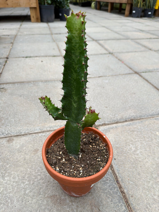 6" Euphorbia trigona