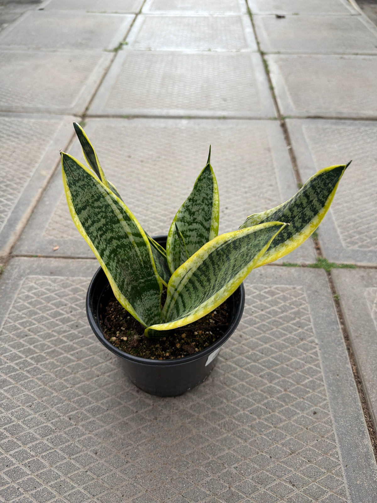 6" Sansevieria Futura