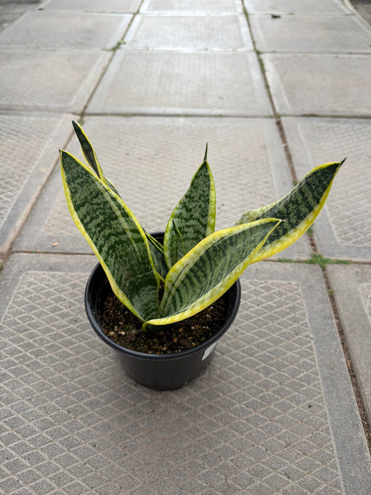 6" Sansevieria Futura