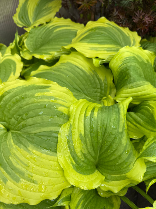 Hosta ONE LAST DANCE (E)