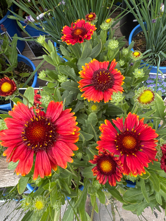 Gaillardia aristata SPINTOP RED 1gal