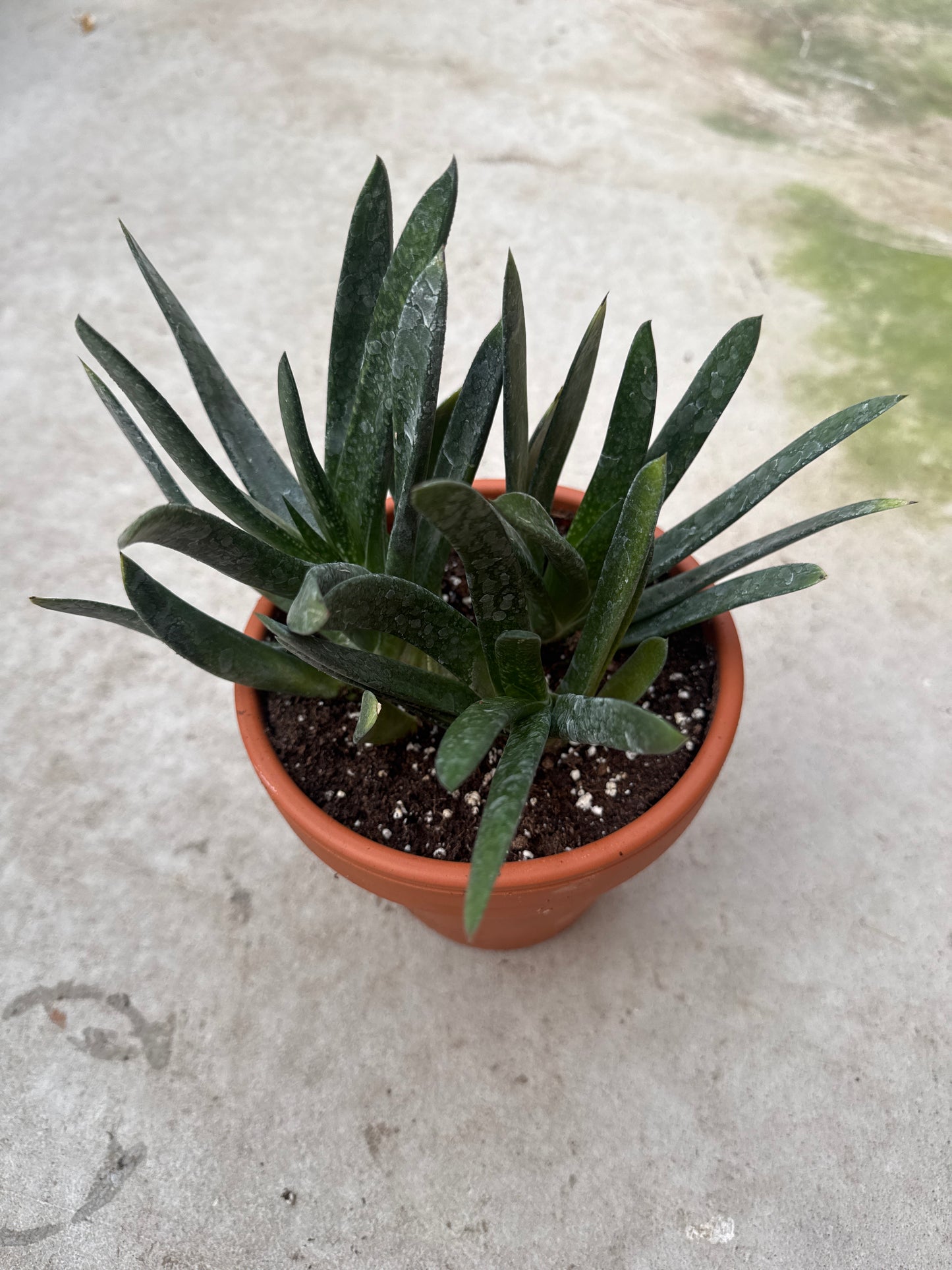 6" Gasteria croucheri