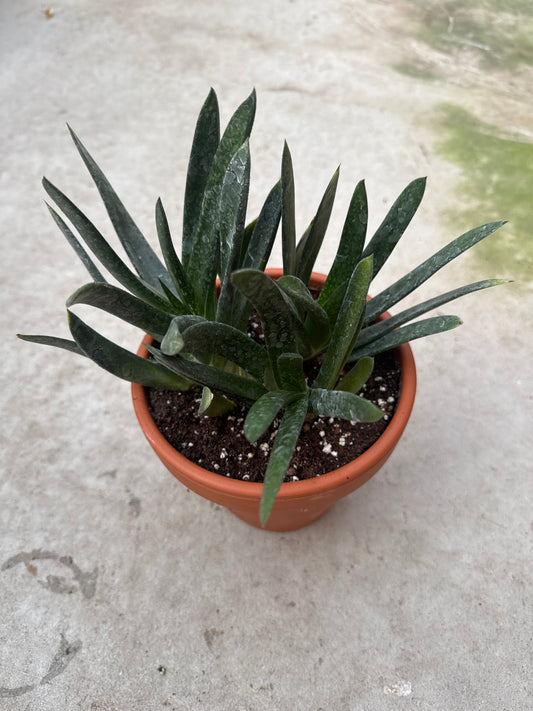 6" Gasteria croucheri