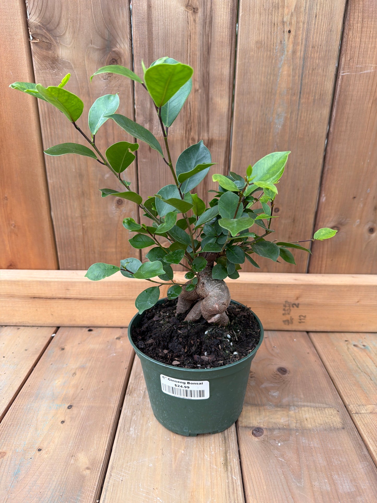 6" Ficus Ginseng Bonsai
