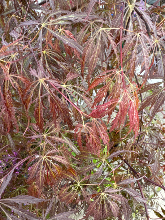 TAMUKEYAMA CUTLEAF JAPANESE MAPLE 5G