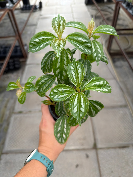 3.5" Pilea cadierei