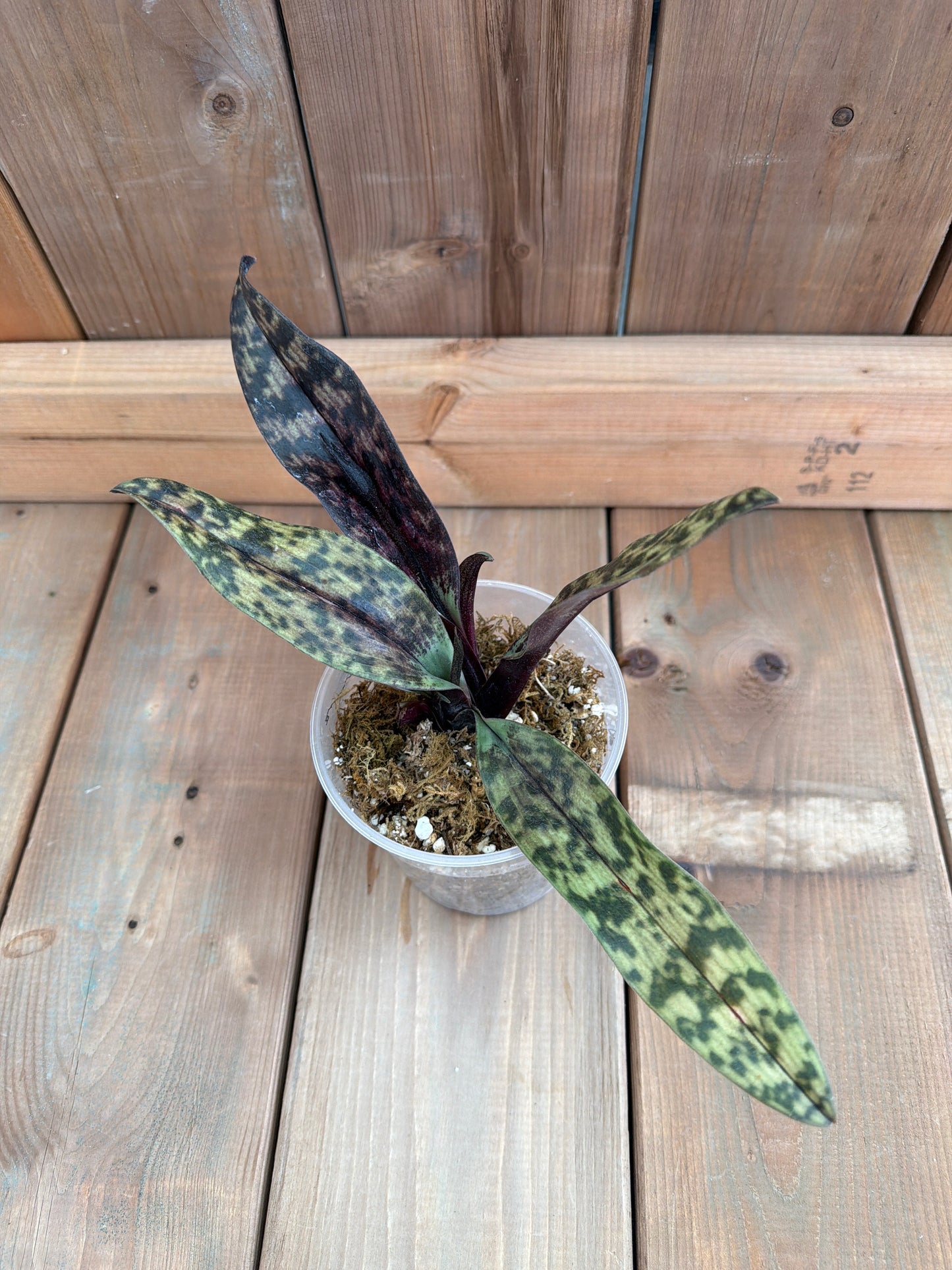 4.5" Paphiopedilum Hibrido (Raven Soul 'Dark Leaf')