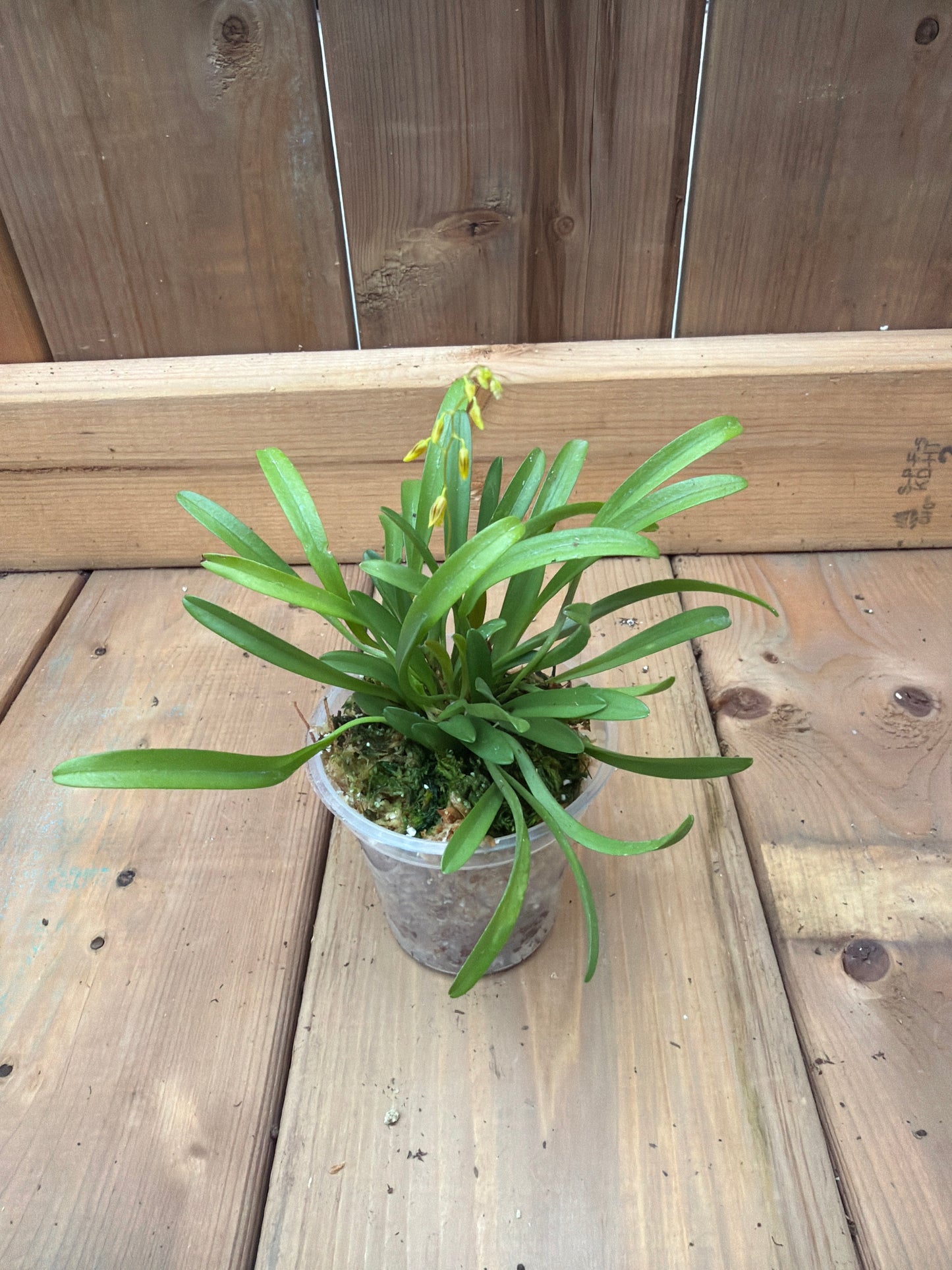 3" Specklinia grobyi