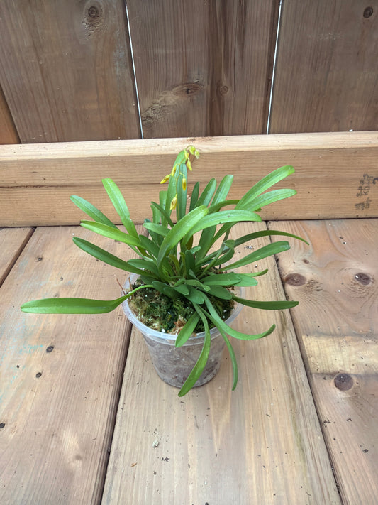 3" Specklinia grobyi