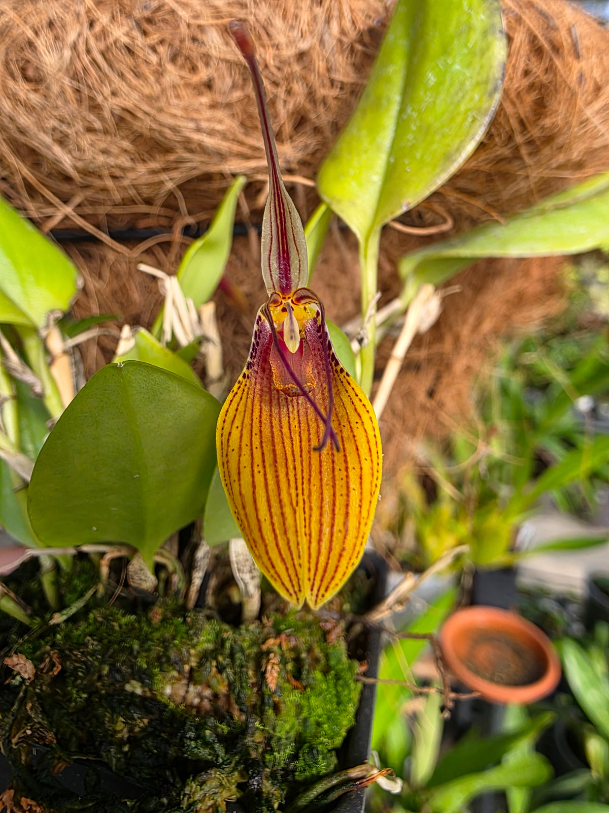 Restrepia brachypus big